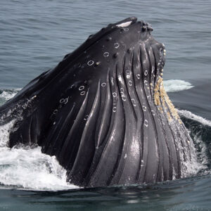 humpback whale (Demo)