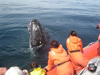 boatside-whale (Demo)